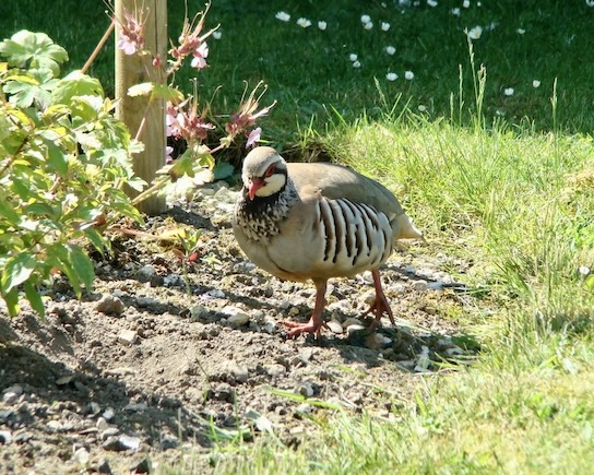 red-legged partridge
